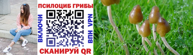 Купить  Дрезна  Галлюциногенные грибы Magic Shrooms 